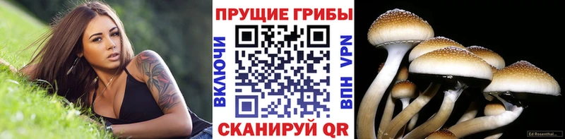 Псилоцибиновые грибы GOLDEN TEACHER МЕГА как зайти Белинский что такое